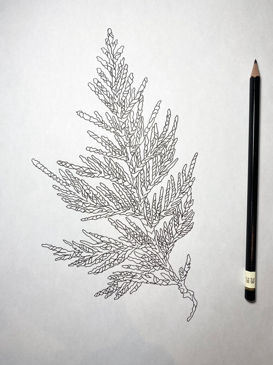 Available Hand Drawn Tattoo Design - Cedar Branch