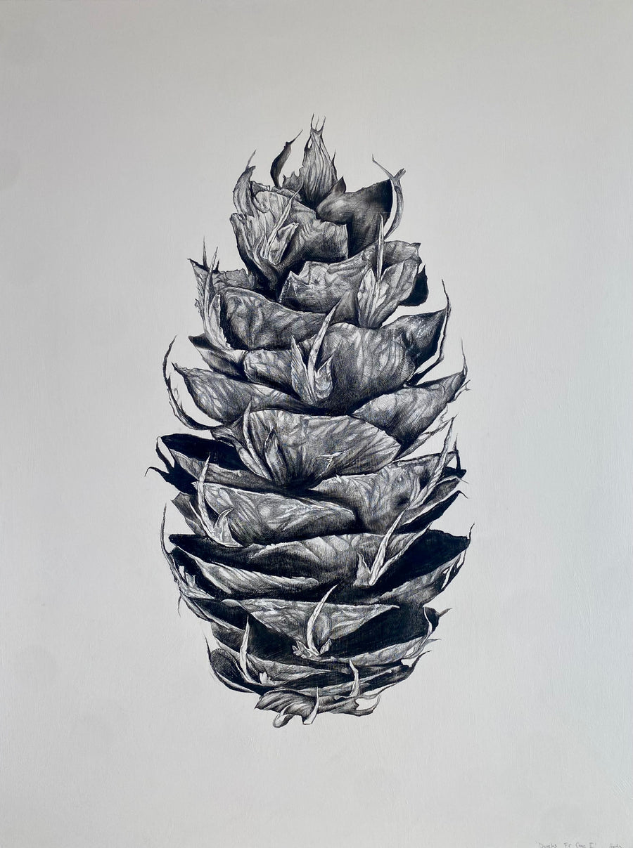 Douglas Fir Cone Poster - March Limited Edition Release