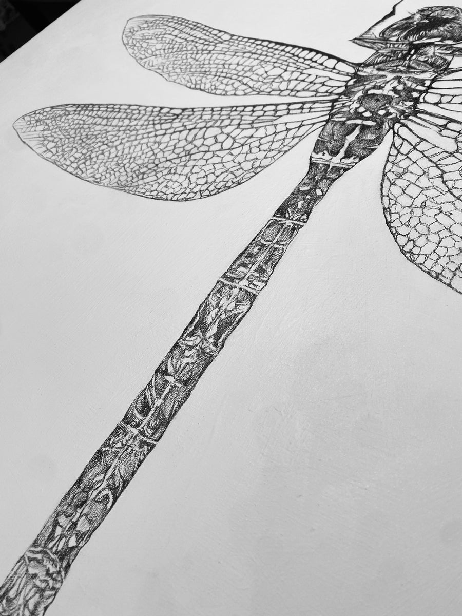 Black Petaltail Dragonfly