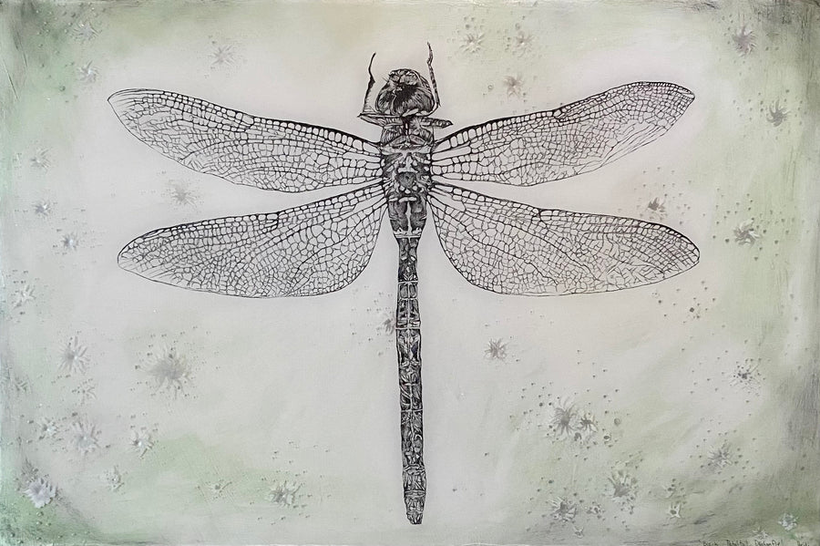 Black Petaltail Dragonfly