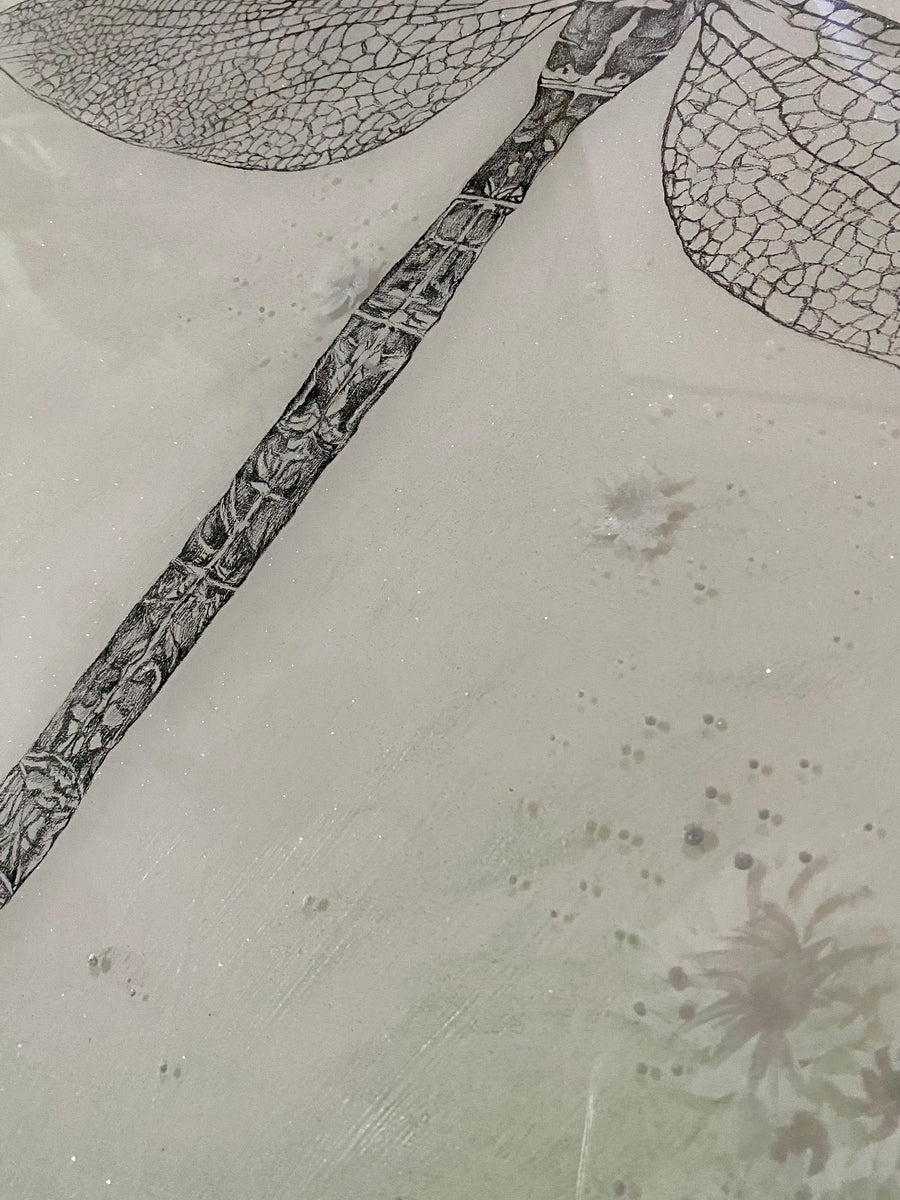 Black Petaltail Dragonfly