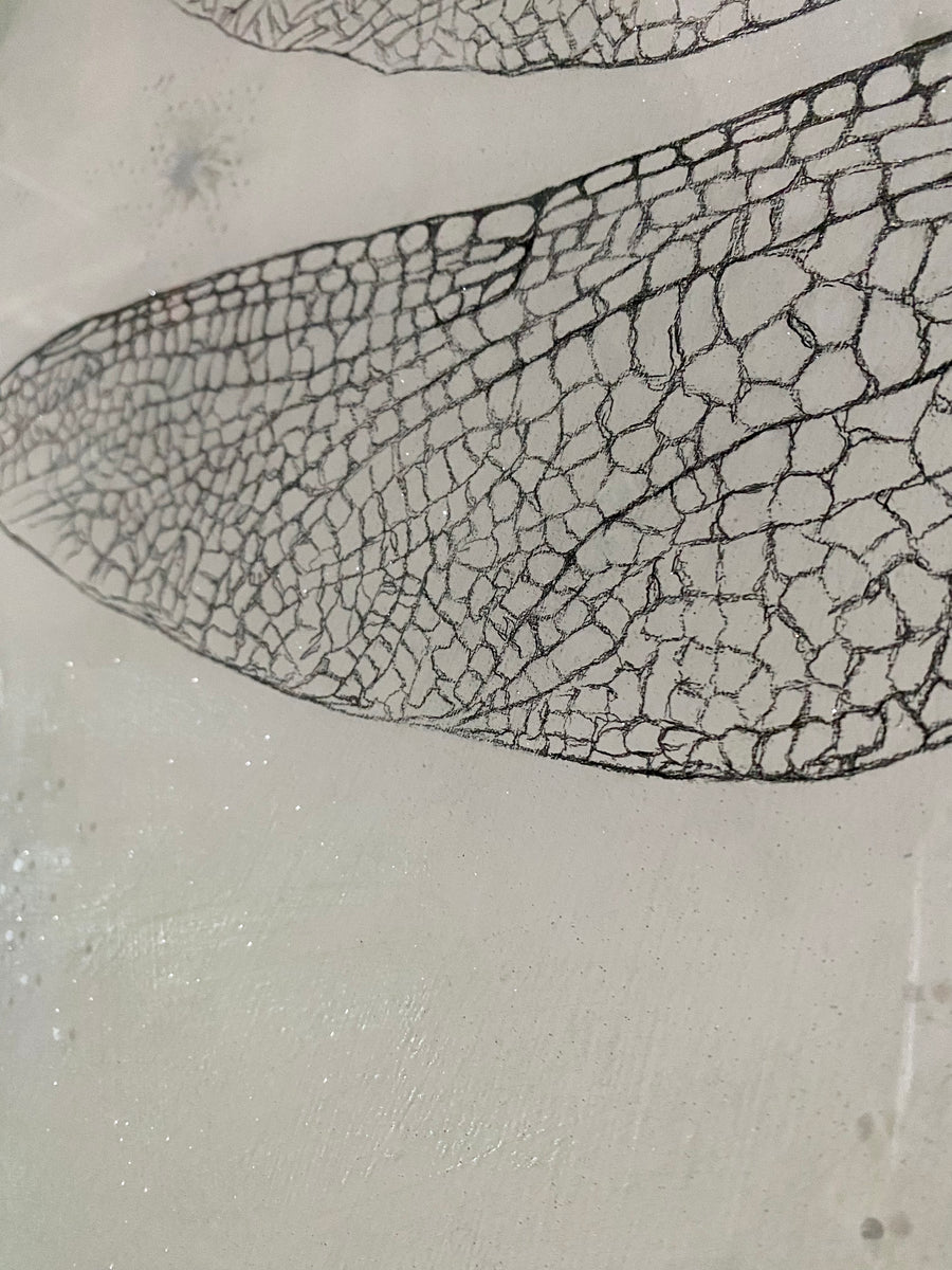 Black Petaltail Dragonfly