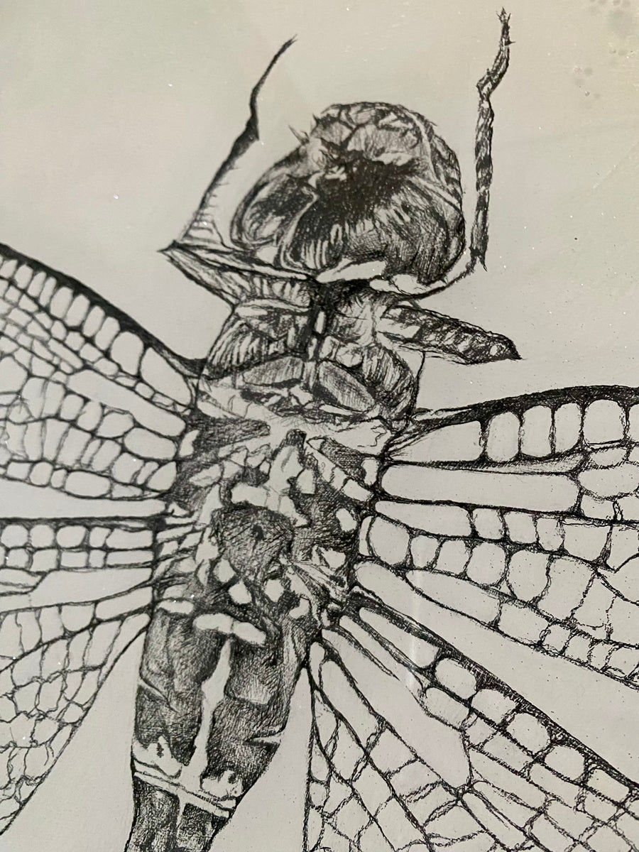 Black Petaltail Dragonfly