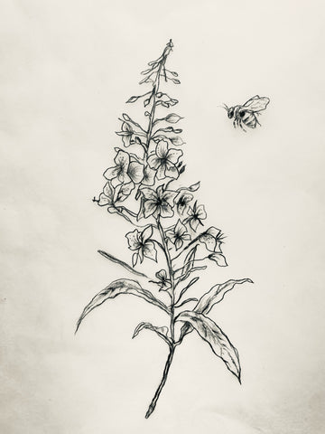 Available Tattoo Flash Design - Fireweed & Bee