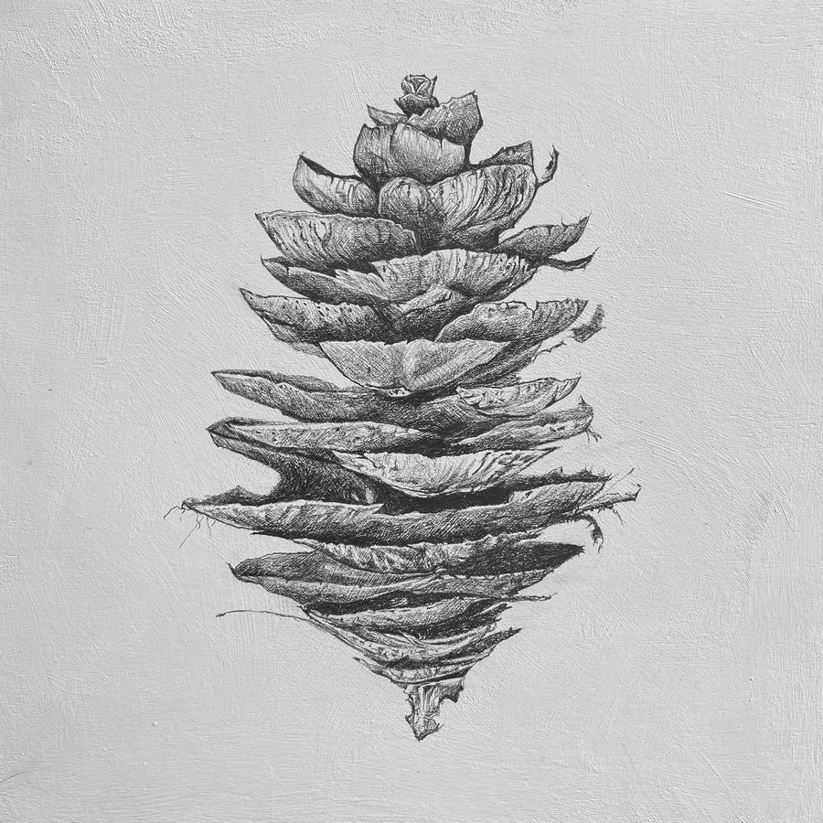 Douglas Fir Cone